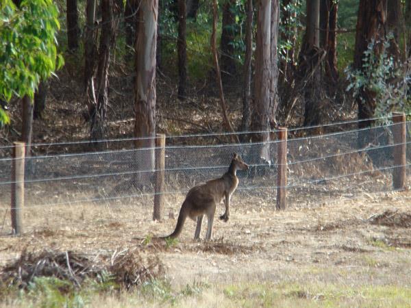 Clover Cottage Country Retreat Manjimup Buitenkant foto
